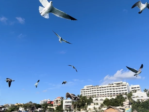 Sea Ray Sea Ray Flybridge charter bareboat eller skeppad i Cancún