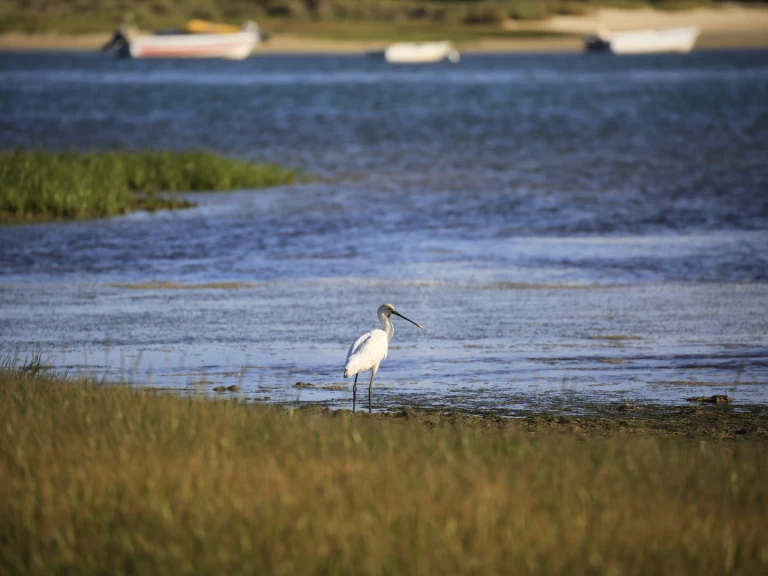 Hyr en Cheetah Marine WOW 8.9 Faro 