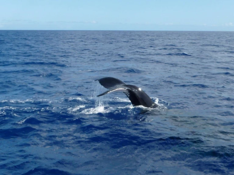 CeyCat catamaran charter bareboat eller skeppad i Trincomalee