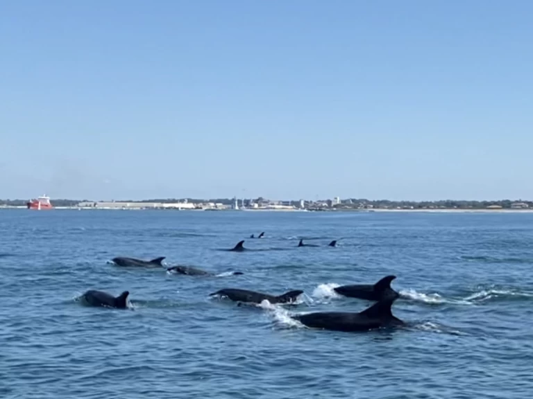 Yacht charter Bayonne billig Ultra 515 Open