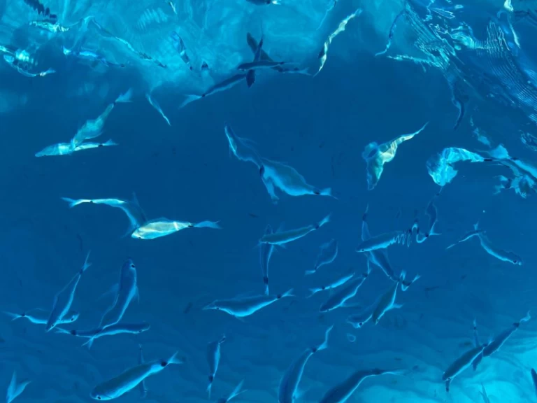 Italboats Predator 540 charter bareboat eller skeppad i Villasimius