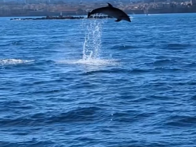 Uthyrning Motorbåt  Navan med en båtlicens 