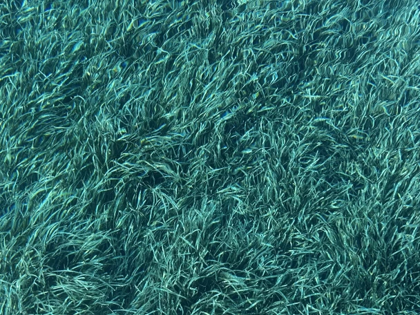 Uthyrning Saint-Tropez - Jeanneau Merry Fisher 1095 av Samboat 