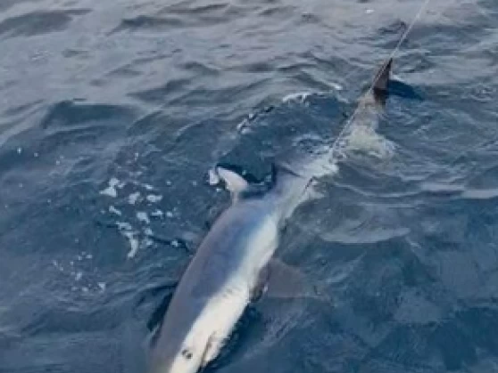 Uthyrning Motorbåt  Ocqueteau med en båtlicens 