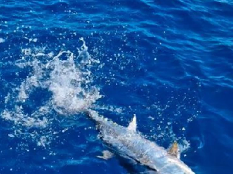 Motorbåt  för uthyrning Saint-Gilles les Bains till det bästa priset 