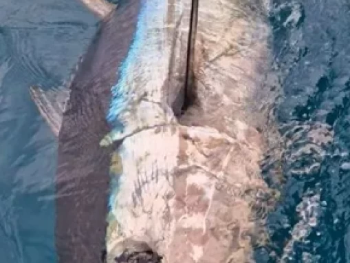 Ocqueteau Ostrea 700 T-Top charter bareboat eller skeppad i Saint-Gilles les Bains