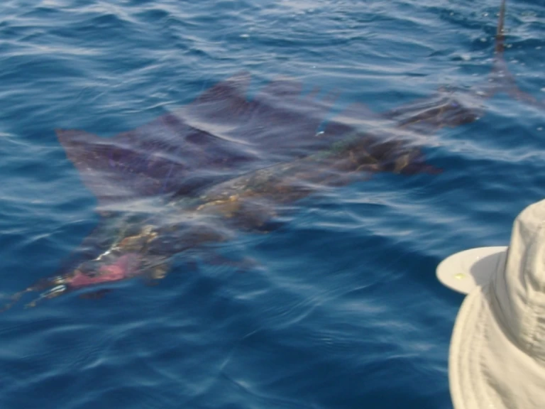 Uthyrning Saint-Gilles les Bains - Ocqueteau Ostrea 700 T-Top av Samboat 