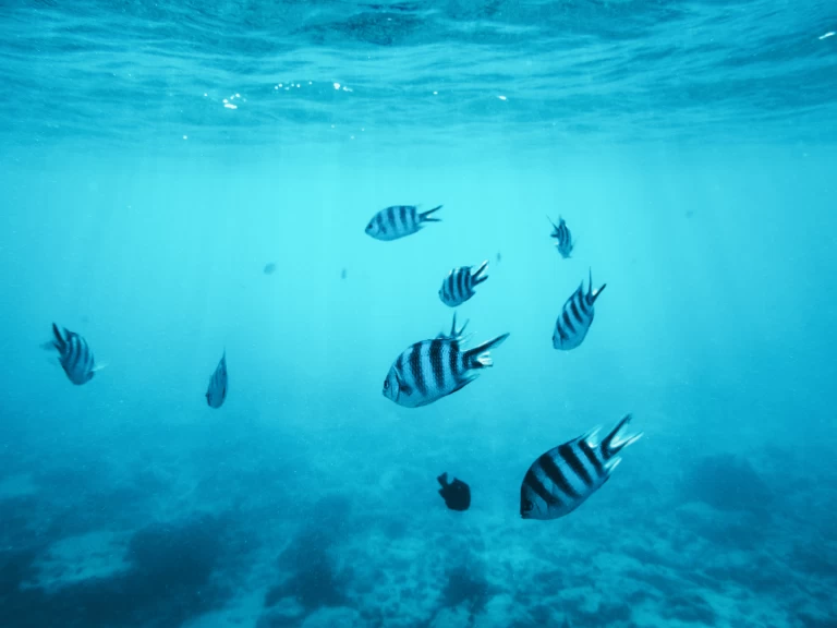 Yacht charter Kendwa billig Custom made