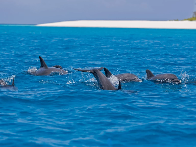 Uthyrning Kendwa - Custom Made Custom made av Samboat 