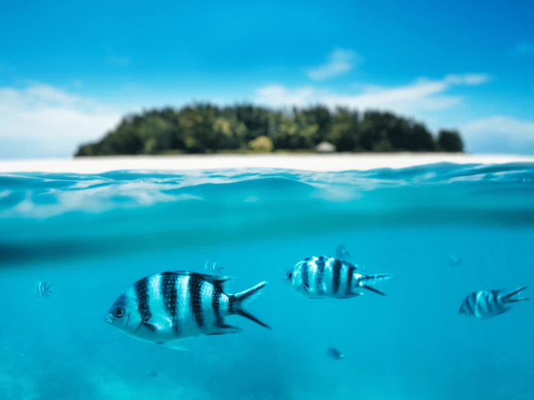 Uthyrning Katamaran  i Kendwa - Custom Made Custom made