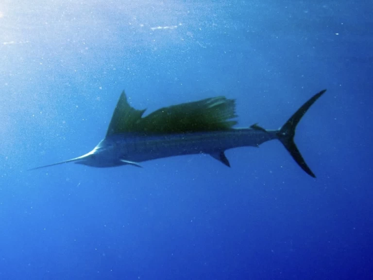 Uthyrning Kendwa - Custom Made Custom made av Samboat 