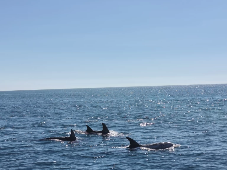 Hyr en Fountaine Pajot FP 44 Portimão 