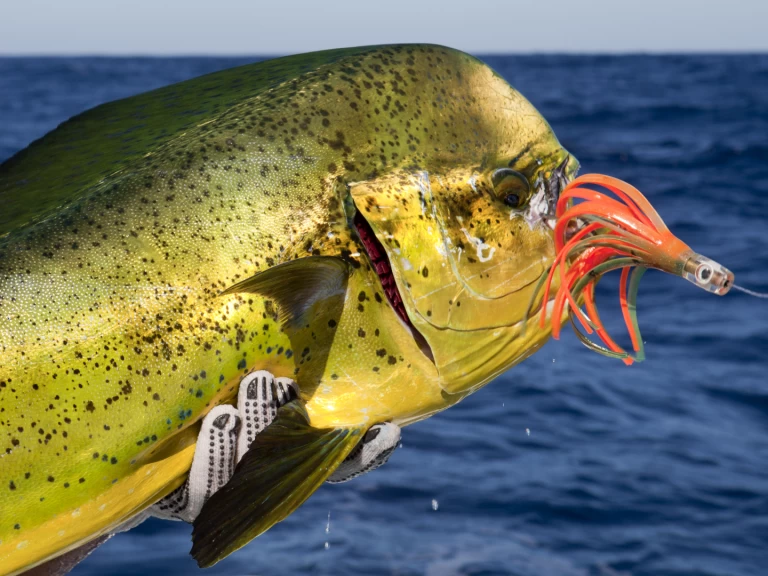 Båtuthyrning Custom Made Custom made i Punta Cana på Samboat 