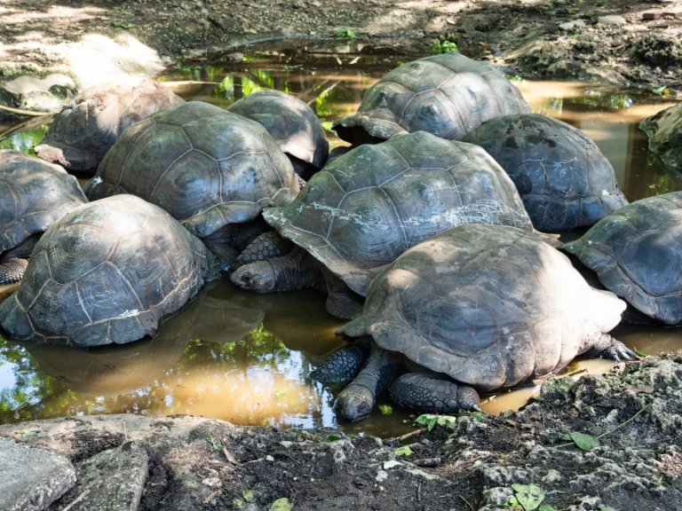 Båtuthyrning Custom Custom i Zanzibar på Samboat 